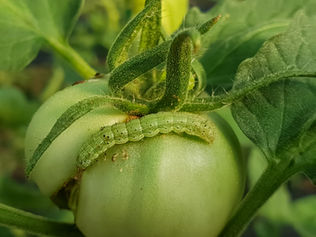 Helicoverpa armigera