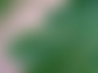 Tuta absoluta: desafios no manejo da traça-do-tomateiro