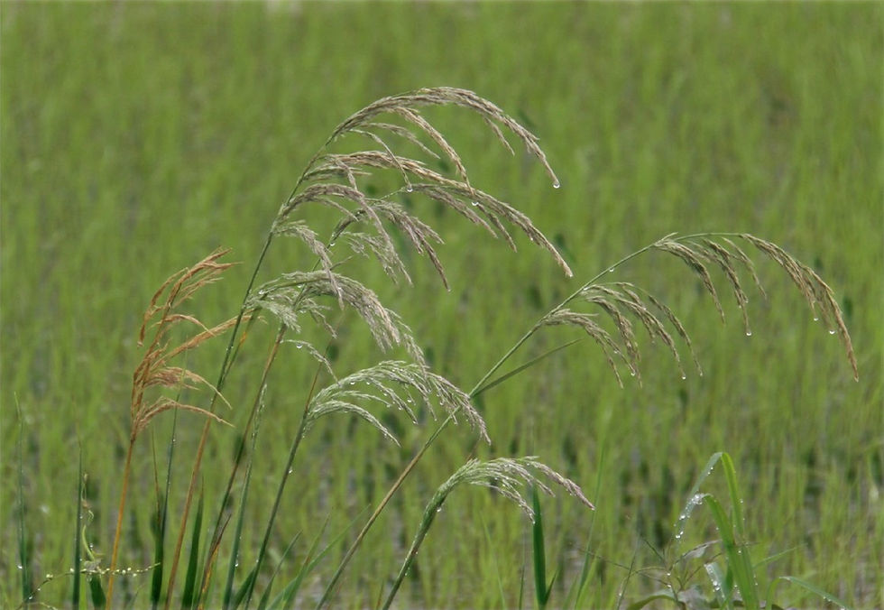 Capim-amargoso (Digitaria insularis)