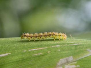 Restabelecimento da suscetibilidade