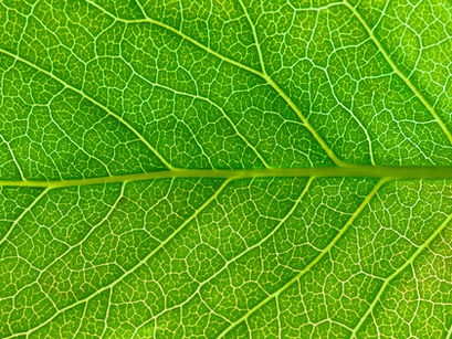 Mecanismo de ação dos herbicidas “Inibidores do fotossistema II”