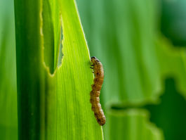 Recomendações para o manejo da resistência de Spodoptera frugiperda