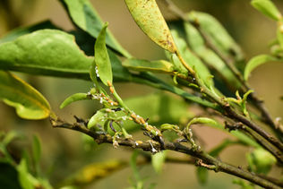 Bioecologia do psilídeo dos citros
