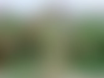 Saiba mais sobre a cigarrinha do milho (Dalbulus maidis)