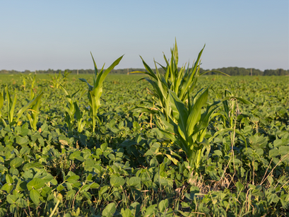 Milho tiguera: um desafio no manejo de plantas daninhas