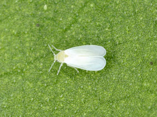 Danos causados por mosca-branca (Bemisia tabaci)