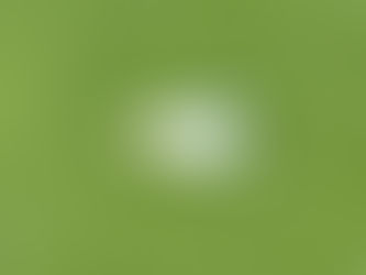 Danos causados por mosca-branca (Bemisia tabaci)