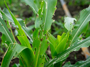 Possíveis explicações para o insucesso no controle