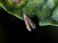 Phthorimaea (=Tuta) absoluta (traça-do-tomateiro)