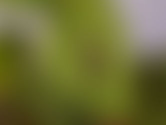 Helicoverpa armigera