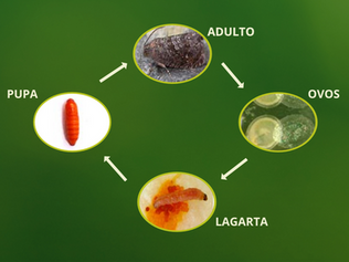 Mariposa-oriental (Grapholita molesta)