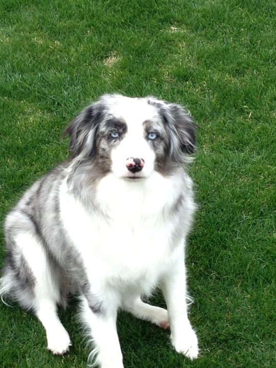 Lily1year.jpeg