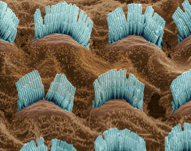 Getting to Know your hair cells