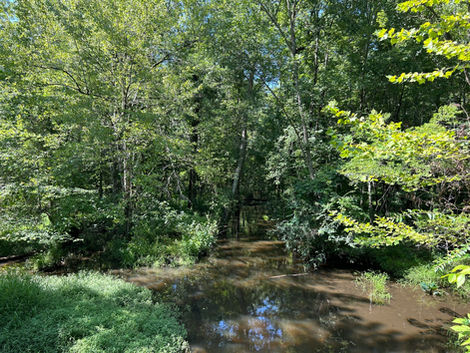 The Headwaters of Four Hole Swamp