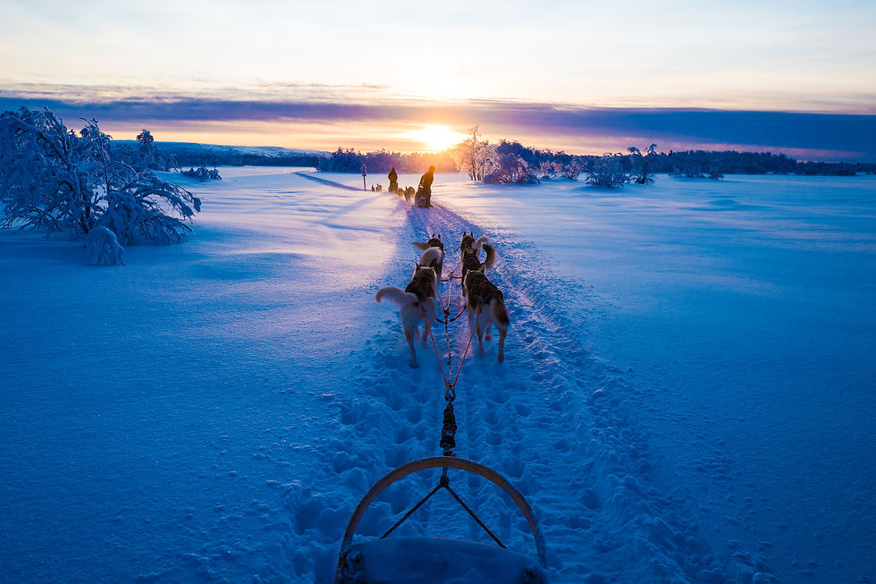 huskies pulling a sledge in Lapland, Finland