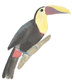 Toucan