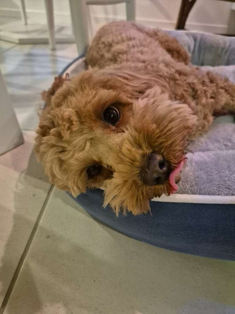 How to Choose The Right Pet For You And Your Lifestyle
