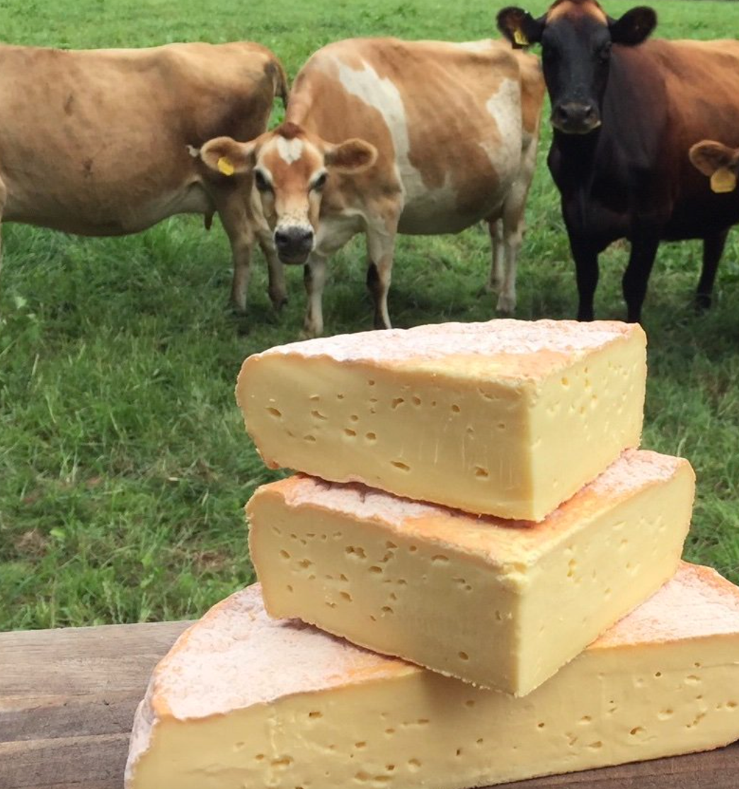 A stack of Rarebird quarters and halves in front of Cherry Grove Farm cows looking at the cheese from a distance.