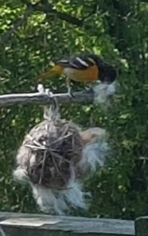 Oriole.jpg.JPEG