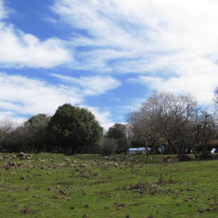 יער אודם (צילום: יוחאי כורם)