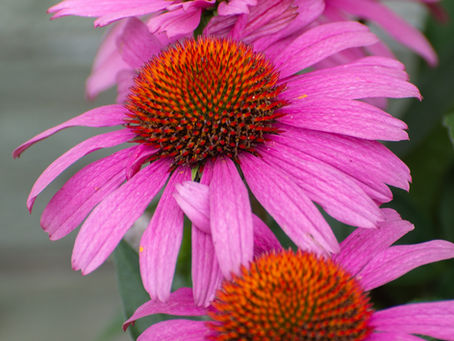 Naturopathy: A Journey Back to Nature’s Wisdom and Why It Matters