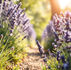 lavender aromatherapy