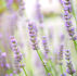 Aromatherapy: The Timeless Magic of Essential Oils in Healing