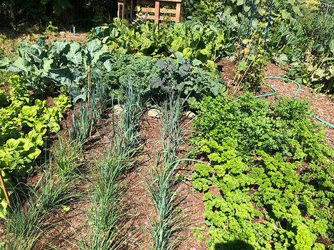 Toronto Community Garden growing.jpg