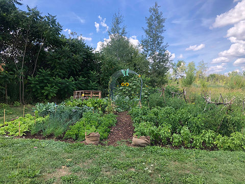Toronto Community Vegetable Garden Rachel Parent.jpg