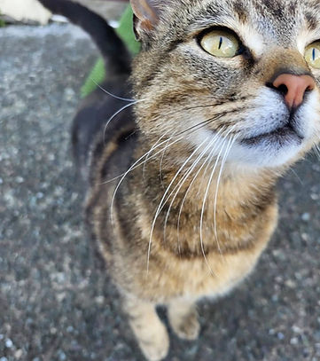 Katie Kitty.jpg