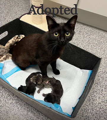 mom & kittens_edited.jpg