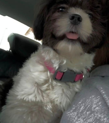 Bella.jpg