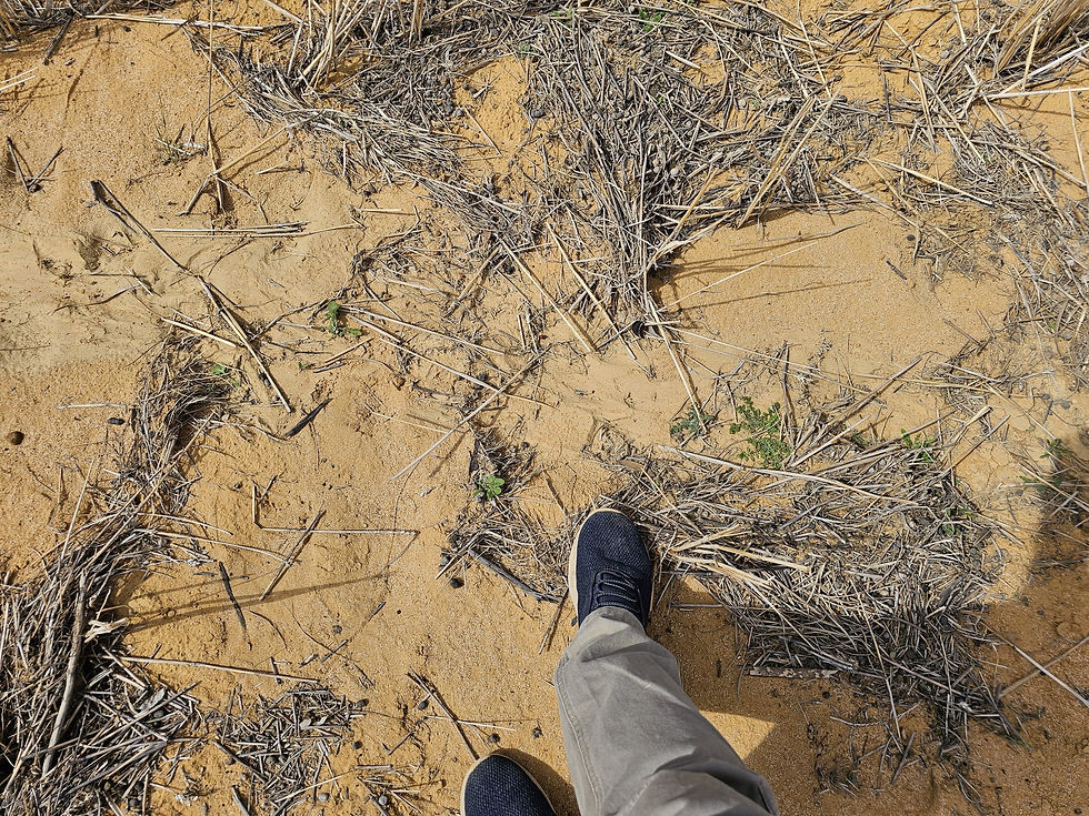 Eye-level view of a field being surveyed for weed mapping