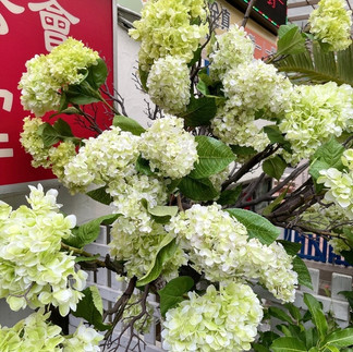 擬真植物, 擬真花, 擬真植物景觀設計, 擬真植物牆, 人造花, 人造樹, 人造植物牆, 假花設計, 永生花景觀設計, 不凋花景觀設計, 人造花植物牆,園藝設計, 園藝造景設計, 園藝報價單, 景觀設計費用, 景觀設計報價, 景觀園藝設計, 園藝造景價格, 台北園藝公司推薦, 庭園造景, 景觀造景, 景觀設計, 景觀工程, 庭園造景設計, 庭園設計,