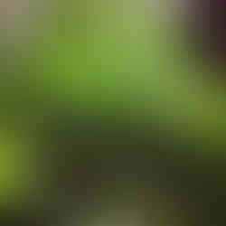 植生牆 生態牆 esg綠化 牆面綠化 圍牆植物 陽台植物 庭園綠牆 綠牆設計 花牆設計 植栽牆 花藝綠牆 擬真植物 人造花 人造樹 人造植物牆 植栽牆 綠牆 花牆 垂直花園 植物牆設計費用