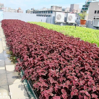 超薄綠屋頂降溫減重 超輕質綠屋頂施工法 戶外植生牆綠牆花牆設計施工維護 植栽牆 金獎布花園布盆栽 陽台欄杆牆壁花架diy改造費用 景觀園藝花藝設計  經濟部綠屋頂  屋頂花園 綠意屋頂 綠化屋頂 屋頂植生 屋頂綠化技術 屋頂綠化系統 綠色屋頂 屋頂節能 綠色建築 庭園設計圖 陽台欄杆牆壁花架diy改造費用陽台改造diy 陽台改造費用 大樓陽台佈置風水 陽台佈置diy 陽台植物 小陽台設計公司 大樓陽台設計案例 陽台欄杆 陽台花架 花園庭園設計案例 庭園設計費用 庭園設計師 庭園設計風格 庭園設計diy 露台佈置植物推薦 露台設計推薦 露台設計公司 露台設計師 露台設計 花園設計圖 花園景觀設計 花園排水設計