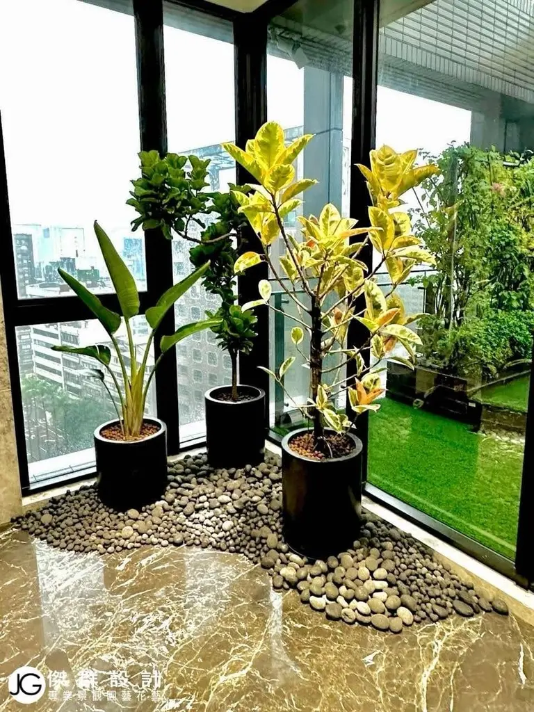 辦公室角落生物招財植物找誰買