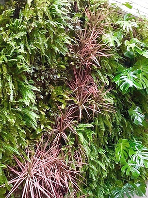 招財風水 垂直綠化植生牆 植栽牆植物牆 綠牆花牆 戶外花園 景觀園藝造景設計案例