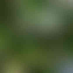 免澆水零維護的人造植物牆有效改善工作環境