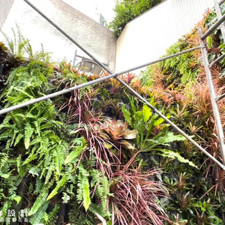 綠牆施工 陽台露台改造綠化植物 汐止社區陽台設計 大型植物牆 2層樓垂直花園 戶外植生牆 綠牆 花牆 景觀園藝花藝設計 庭園庭院設計 室內設計 軟裝設計 陽台佈置 到府施工規劃維護 人造綠牆 植栽牆植物牆推薦 金獎布花園布盆栽 陽台欄杆牆壁花架diy改造費用價格