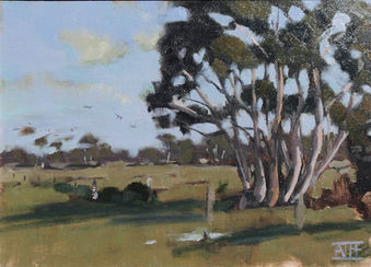 Beautiful gumtree in a paddock, original oil painting by Annabelle Lee, inspired by the rugged Australian landscape of Geelong