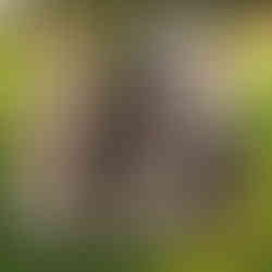 perritos felices jugando