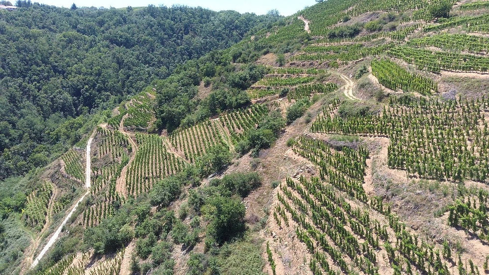 vines terrasse seyssuel.jpg
