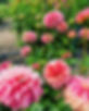 496DD897-A712-486E-A73B-AB19CC743948.jpg