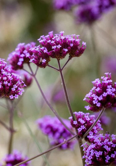 A close up photo of the beautiful purple flowers of Verbena bonariensis