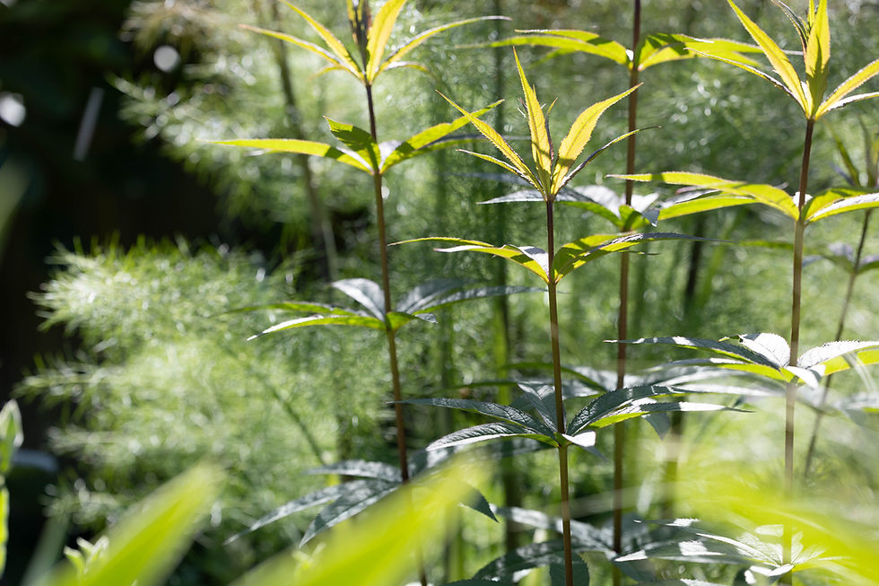 Sun shining through the greens leaves of Veronica plants with the contrasting grey feathery foliage of fennel. behind. 