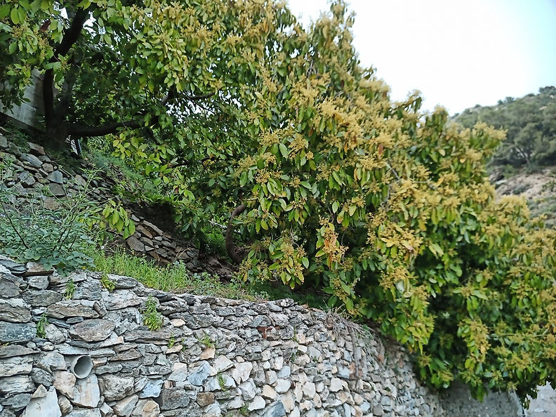 avocado terraces.jpg