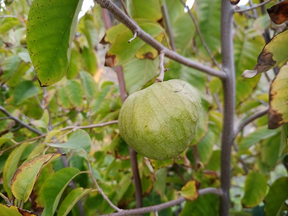 chirimoya - crusted apple