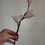 Miniature : Branche de Magnolia