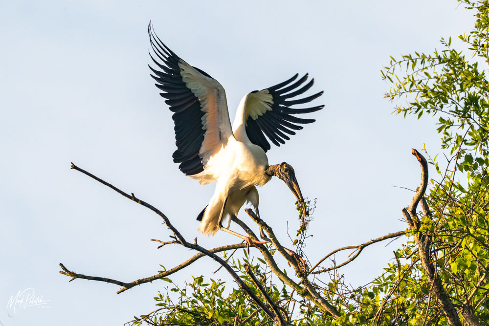 Building a Nest